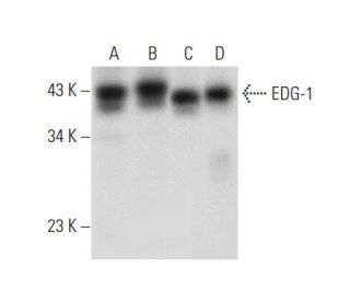EDG-1/S1P1/S1PR1 Antibody (A-6) - Western Blotting - Image 301543 
