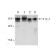 western blotting image from recommended EDG-1/S1P1/S1PR1 (A-6) monoclonal antibody replacement. Image 301543