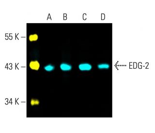 EDG-2 Antibody (B-10) - Western Blotting - Image 402088