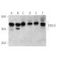 EDG-5 Antibody (F-3) - Western Blotting - Image 356181 