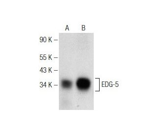 EDG-5 Antibody (F-3) - Western Blotting - Image 142627