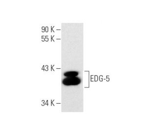 EDG-5 Antibody (E-12) - Western Blotting - Image 145585