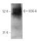 EDG-6 Antibody (1) - Western Blotting - Image 67418