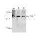 EDG-7 Antibody (C-7) - Western Blotting - Image 287740 