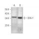 EDG-7 Antibody (C-7) - Western Blotting - Image 372464
