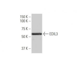 EDIL3 Antibody (4C9) - Western Blotting - Image 347605 