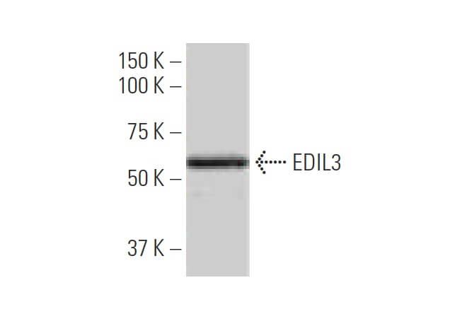 EDIL3 Antibody (4C9) | SCBT - Santa Cruz Biotechnology