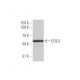 EDIL3 Antibody (4C9) - Western Blotting - Image 347605 