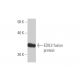 EDIL3 Antibody (4C9) - Western Blotting - Image 349013