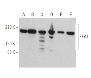 EEA1 Antibody (E-8) - Western Blotting - Image 374829 