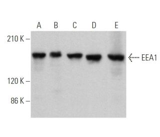 western blotting image from recommended EEA1 (G-4) monoclonal antibody replacement. Image 373033