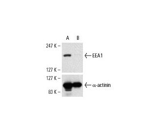 EEA1 siRNA (h): sc-35263. Western blot analysis of EEA1 expression in non-transfected control (A) and EEA1 siRNA transfect 