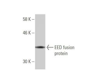 EED Antibody (3B12) - Western Blotting - Image 348973