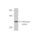 EED Antibody (3B12) - Western Blotting - Image 348973