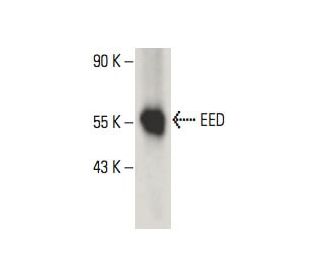 EED Antibody (B-3) - Western Blotting - Image 395974The Double Nickase Plasmid features a U6 promoter for sgRNA expression, a 20 nt targeting sequence, and a gRNA scaffold to guide Cas9n. It includes a CBh promoter for Cas9n (D10A) and puromycin resistance, GFP for transfection verification, and nuclear localization signals (NLS). The 2A peptide allows co-expression of Cas9n and Puro from a single promoter, enabling precise genome editing with reduced off-target effects. 