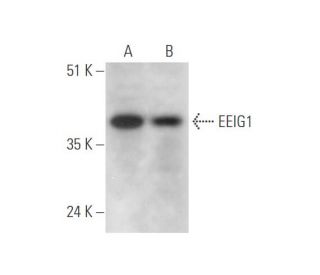 EEIG1 Antibody (C-8) - Western Blotting - Image 333640