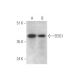 EEIG1 Antibody (C-8) - Western Blotting - Image 333640