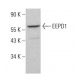 EEPD1 Antibody (A-5) - Western Blotting - Image 383722