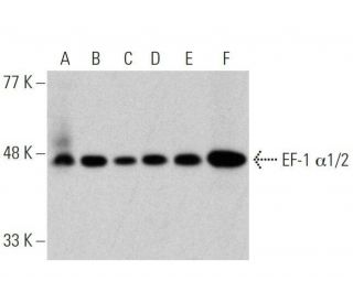 EF-1 &alpha;1/2 Antibody (G-8) - Western Blotting - Image 358717 
