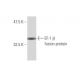 EF-1 β Antibody (3A5) - Western Blotting - Image 348472