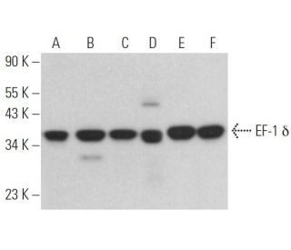 EF-1 δ Antibody (G-7) - Western Blotting - Image 367650