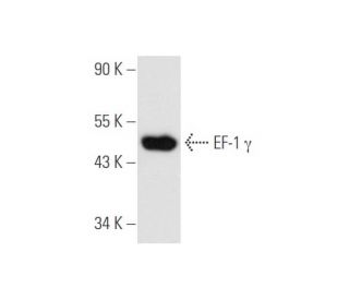 EF-1 &gamma; Antibody (X5-P) - Western Blotting - Image 59397 