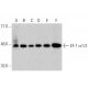 western blotting image from recommended EF-1 α1/2 (G-8) monoclonal antibody replacement. Image 358717