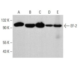 EF-2 Antibody (F-9) - Western Blotting - Image 380678 