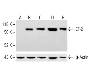 EF-2 Antibody (C-9) - Western Blotting - Image 413686