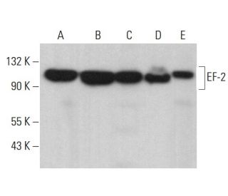 EF-2 Antibody (H-8) - Western Blotting - Image 380741 