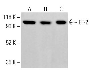 EF-2 Antibody (F-9) - Western Blotting - Image 413684