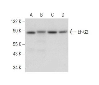 EF-G2 Antibody (E-10) - Western Blotting - Image 318360 