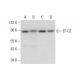 EF-G2 Antibody (E-10) - Western Blotting - Image 318360 