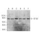 EF-G2 Antibody (E-10) - Western Blotting - Image 376058
