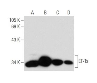 EF-Ts Antibody (A-10): sc-271588