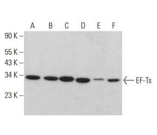 EF-Ts Antibody (A-10) - Western Blotting - Image 384336 