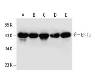 western blotting image from recommended EF-Tu (A-5) monoclonal antibody replacement. Image 299197