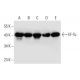 western blotting image from recommended EF-Tu (A-5) monoclonal antibody replacement. Image 299197