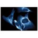 EFP Antibody (2) - Immunofluorescence - Image 60581 