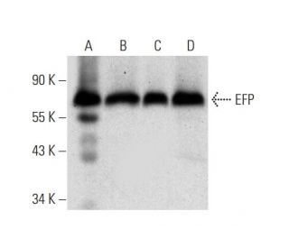 EFP Antibody (D-8) - Western Blotting - Image 309597 