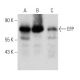 EFP Antibody (D-8) - Western Blotting - Image 357000