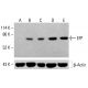 EFP Antibody (D-8) - Western Blotting - Image 415539