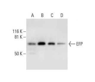 EFP Antibody (E-12) - Western Blotting - Image 291970 