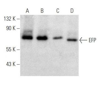 EFP Antibody (E-4) - Western Blotting - Image 357002 