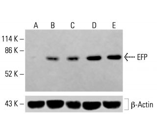 EFP Antibody (D-8) - Western Blotting - Image 415539