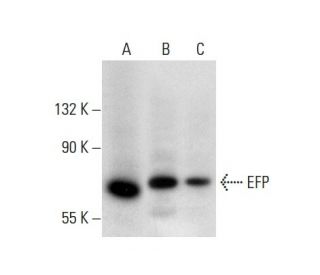 EFP Antibody (E-4) - Western Blotting - Image 137881