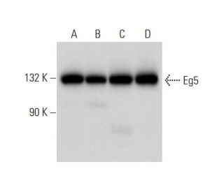 Eg5 Antibody (A-1) - Western Blotting - Image 305003 
