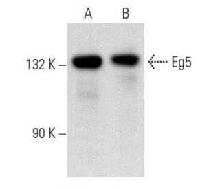 Eg5 Antibody (A-2) - Western Blotting - Image 357154 