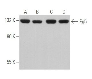 Eg5 Antibody (F-1) - Western Blotting - Image 368328 