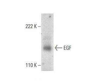 EGF Antibody (H-3) - Western Blotting - Image 300599 